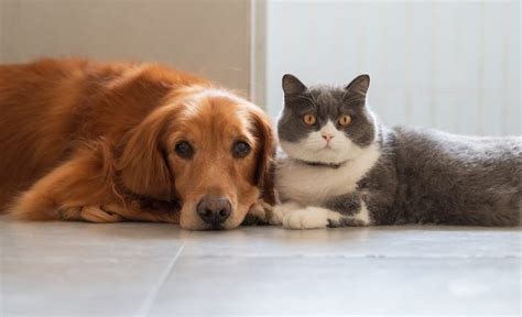 St. Louis-area animal shelters to reduce adoption fees next month